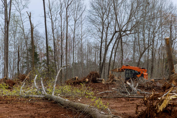 Best Firewood Processing and Delivery  in Chico, WA