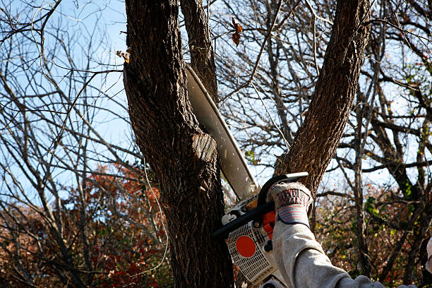 Best Hazardous Tree Removal  in Chico, WA