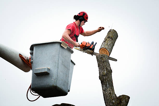 Best Tree and Shrub Care  in Chico, WA